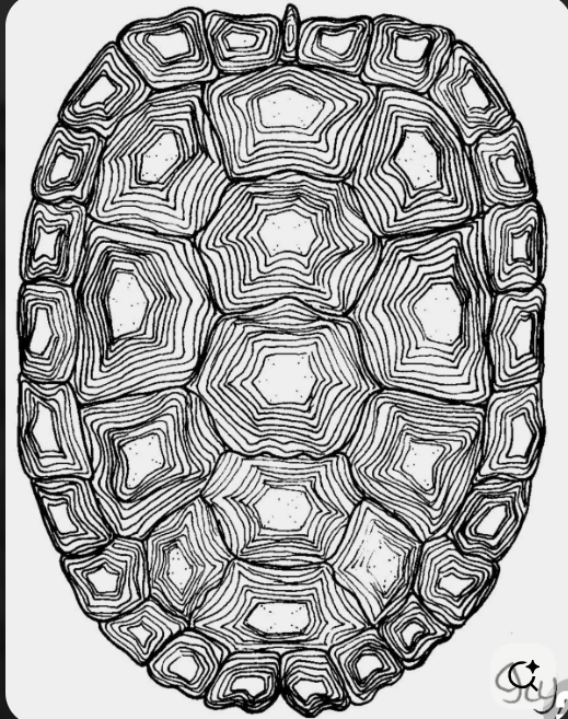 Contour line drawing of a tortoise carapace