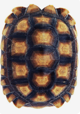 Top-down tortoise shell showing hexagonal growth rings