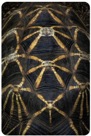 Star-pattern tortoise shell with radiating scute geometry