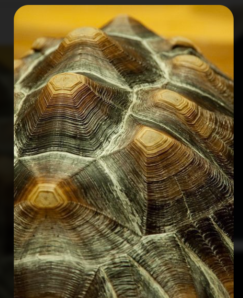Close-up of raised tortoise scutes and growth rings